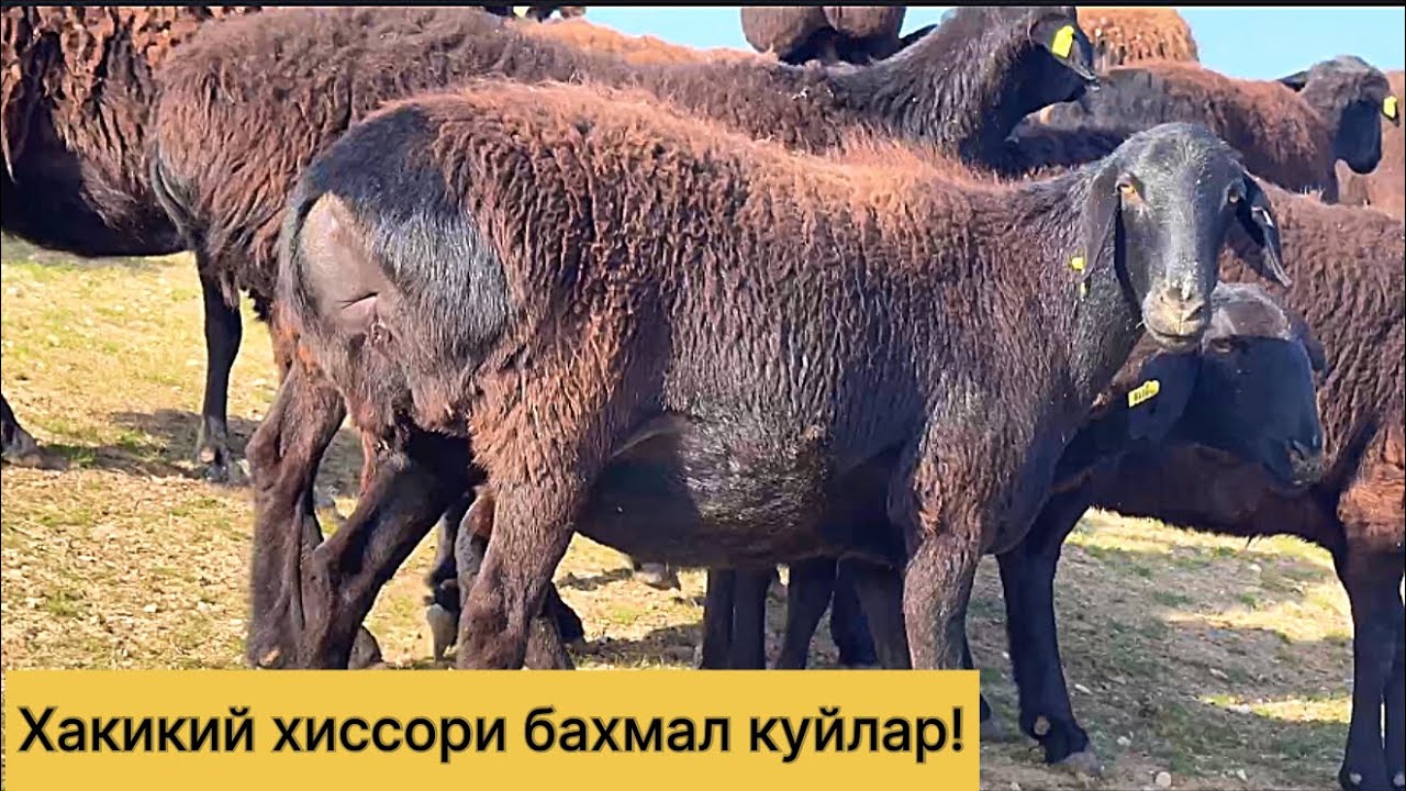 Сотилиб кетган!Хакикий хиссори куйлар! 
