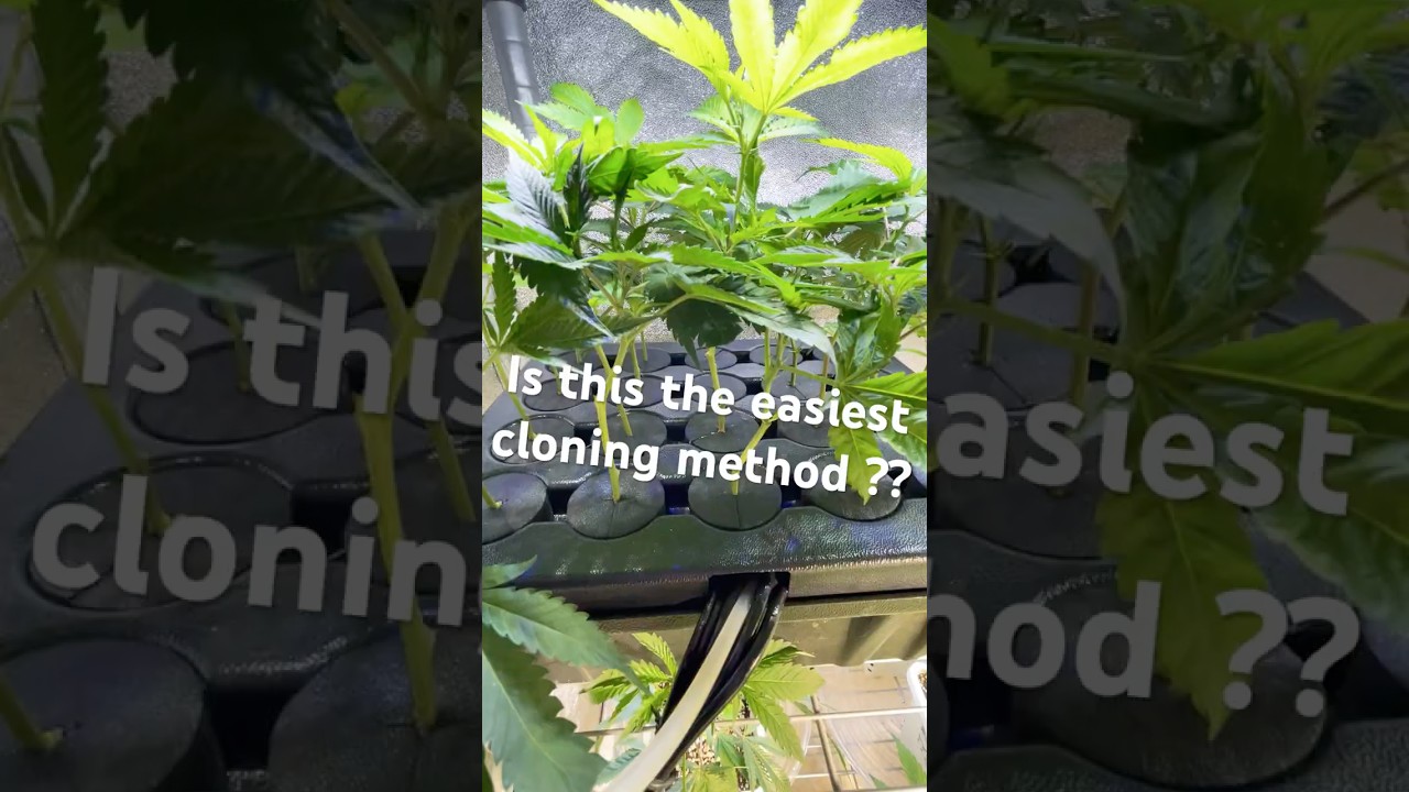 How To Grow Roots - The Easy Way