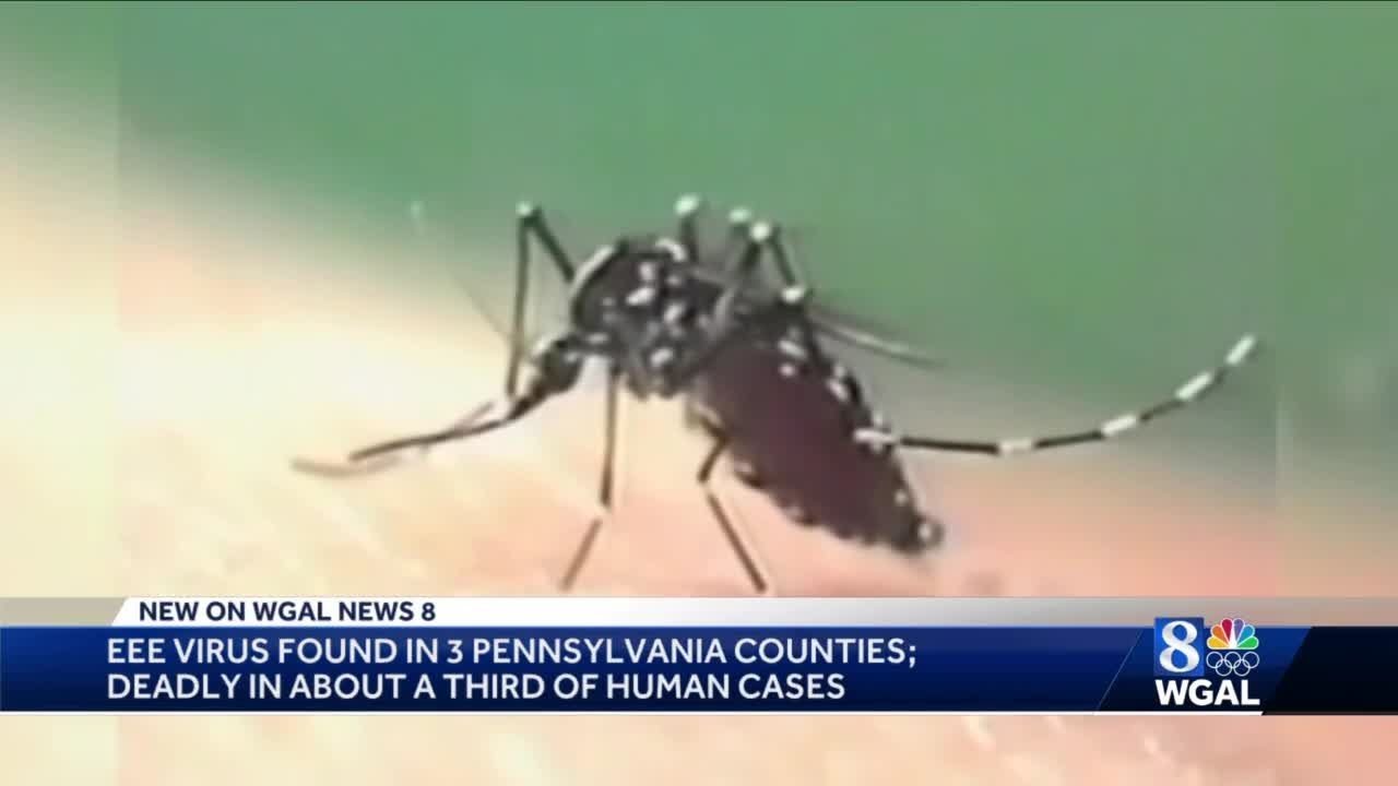 Rare, potentially deadly mosquito-borne virus found in Pennsylvania