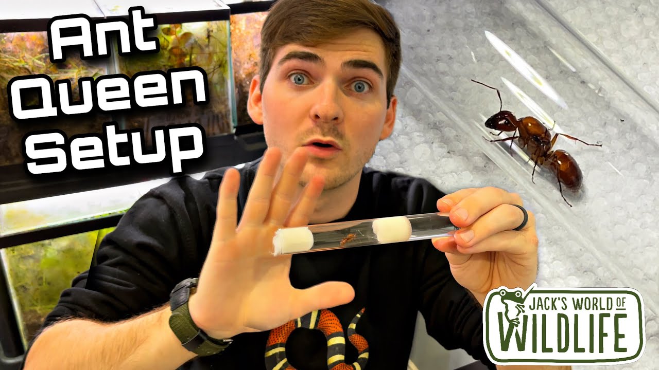 HOW TO Set Up ANT QUEENS: Test Tube Nest Edition