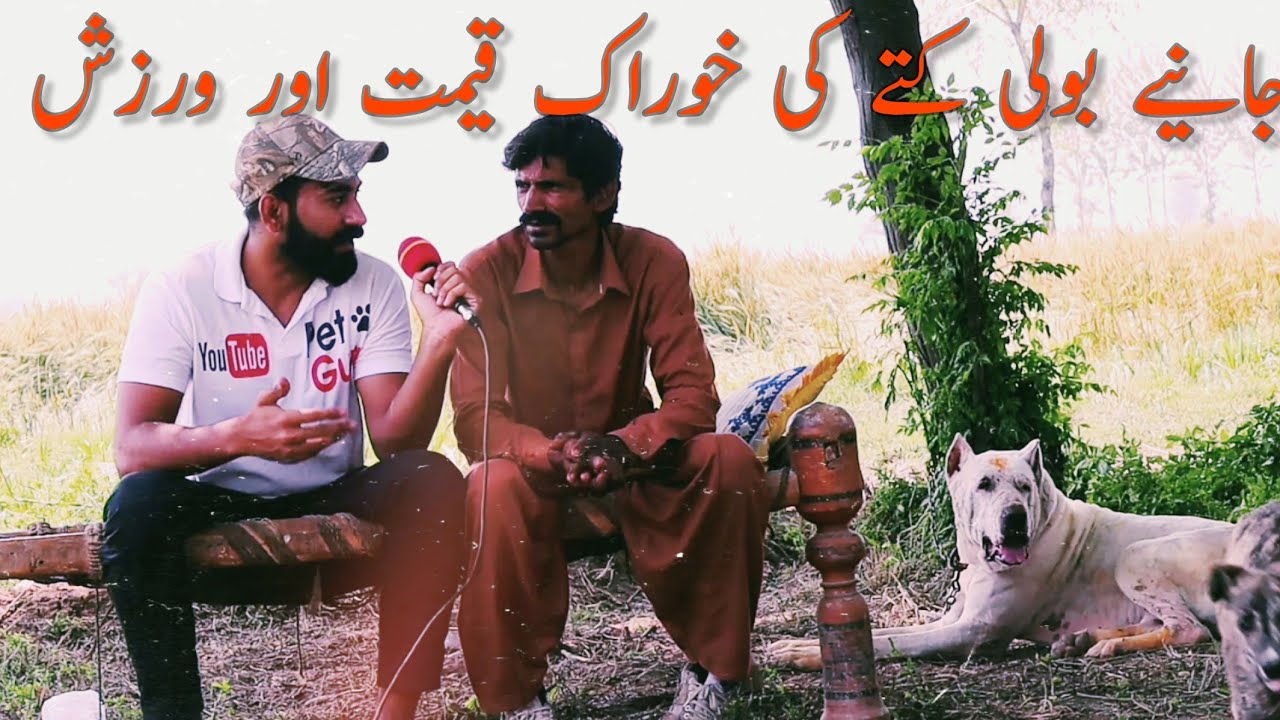 Know Everything About Bully Kutta || Bully Kutta Diet And Price || Bully Kutta Exercise