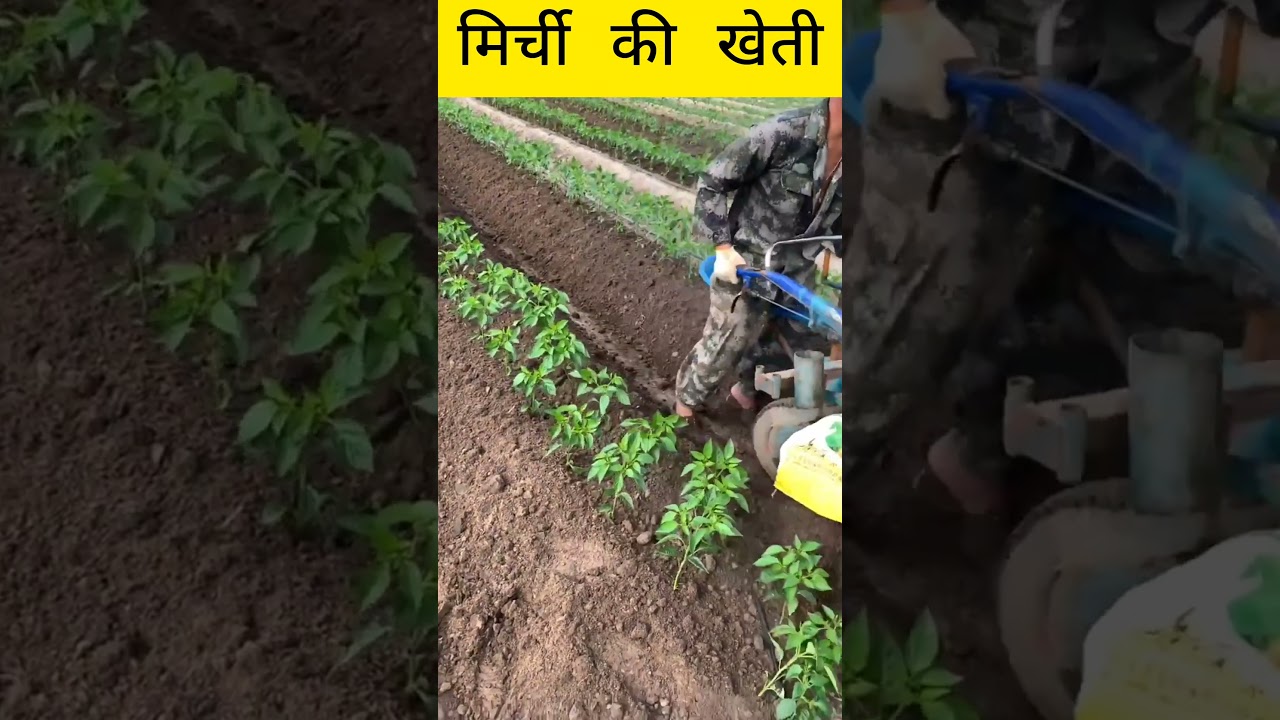 chilli cultivation #chilli #cultivation #futurefarming #shortvideo