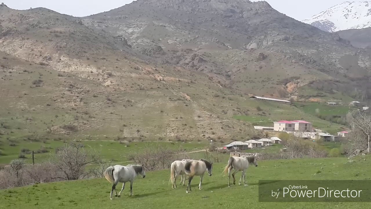 Tağı Salehoğlu.Aman dağlar