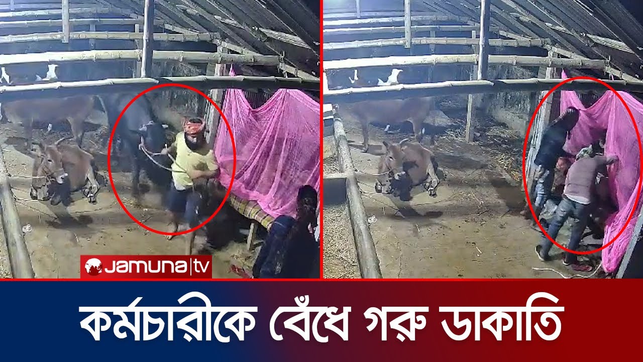 কুমিল্লায় খামার কর্মচারীদের হাত-পা বেঁধে গরু লুটের সিসিটিভি ফুটেজ | Cow Robbery । Jamuna TV