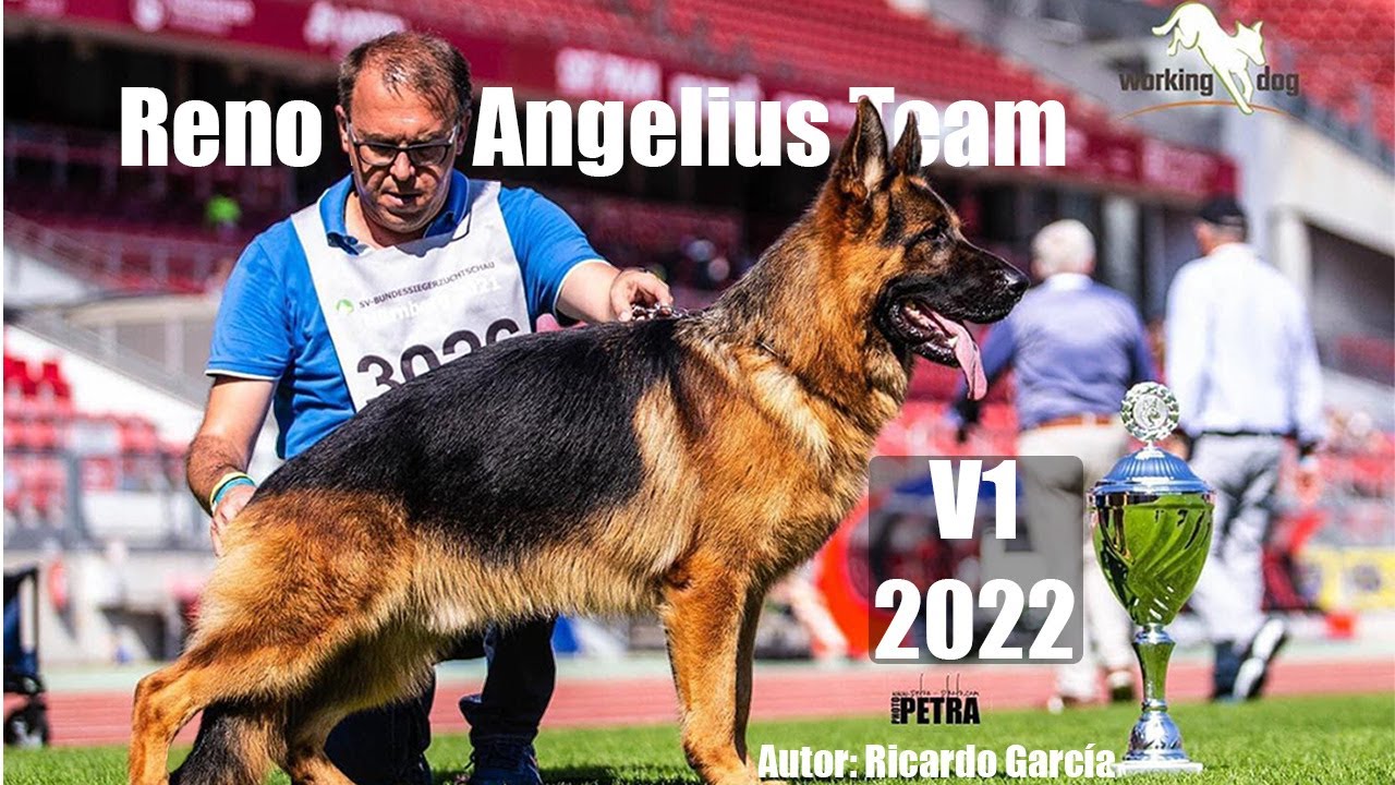 Reno v. Angelius Team