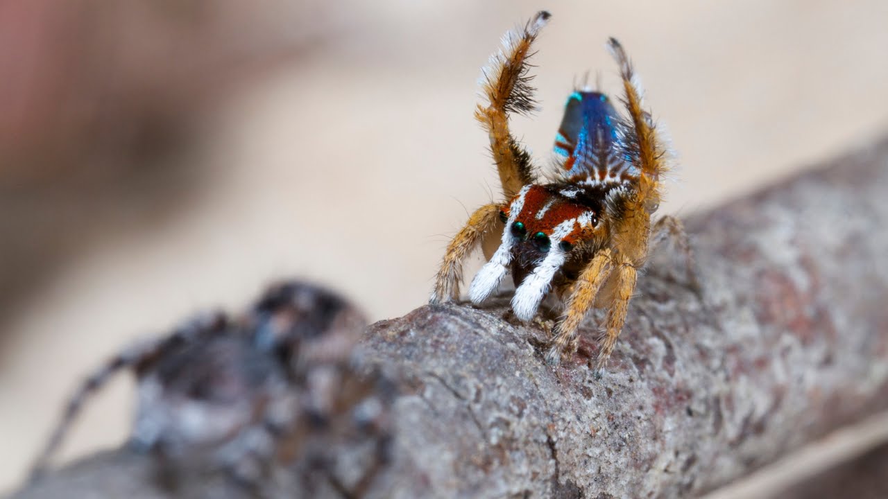 Peacock Spider 8 (Maratus linnaei)