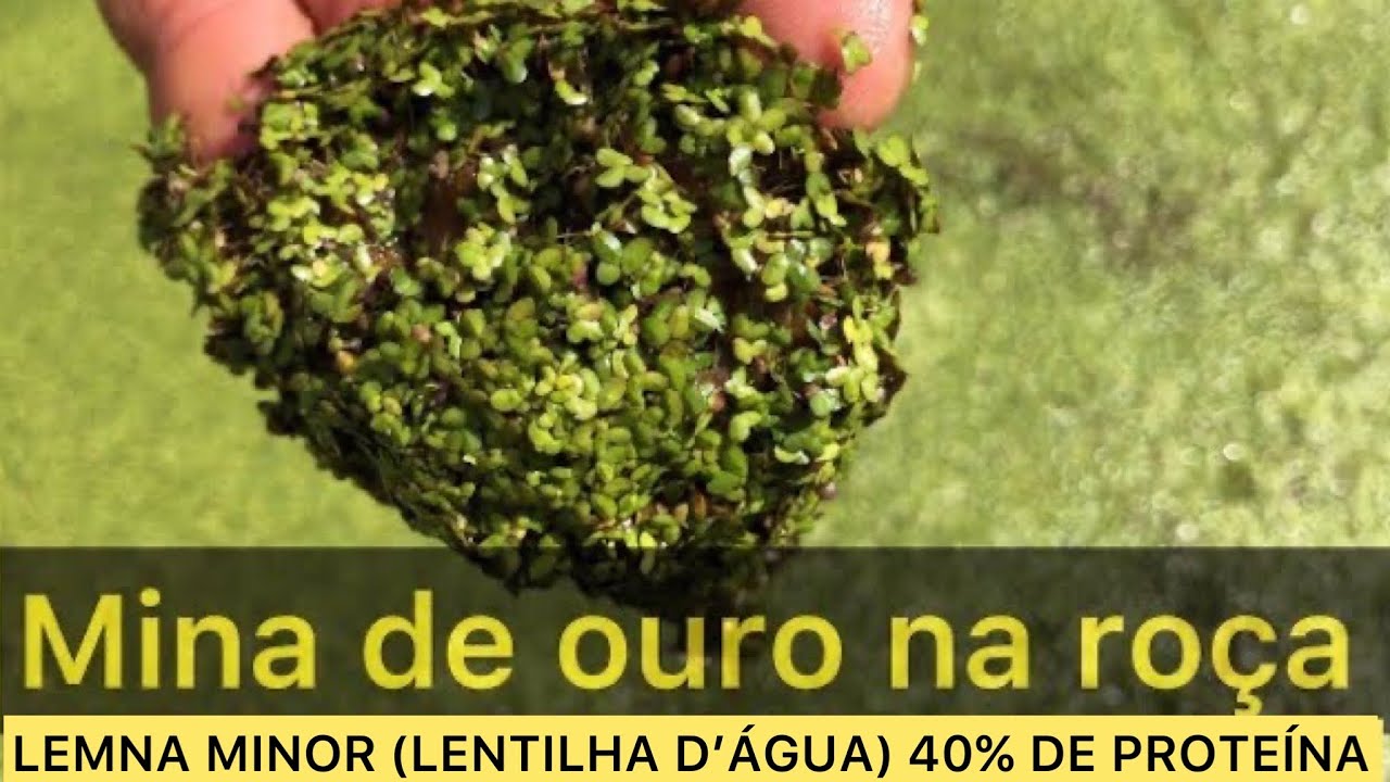 Super alimento : 40% de proteína para peixes, galinhas, patos, porcos, vacas, bois, humanos…