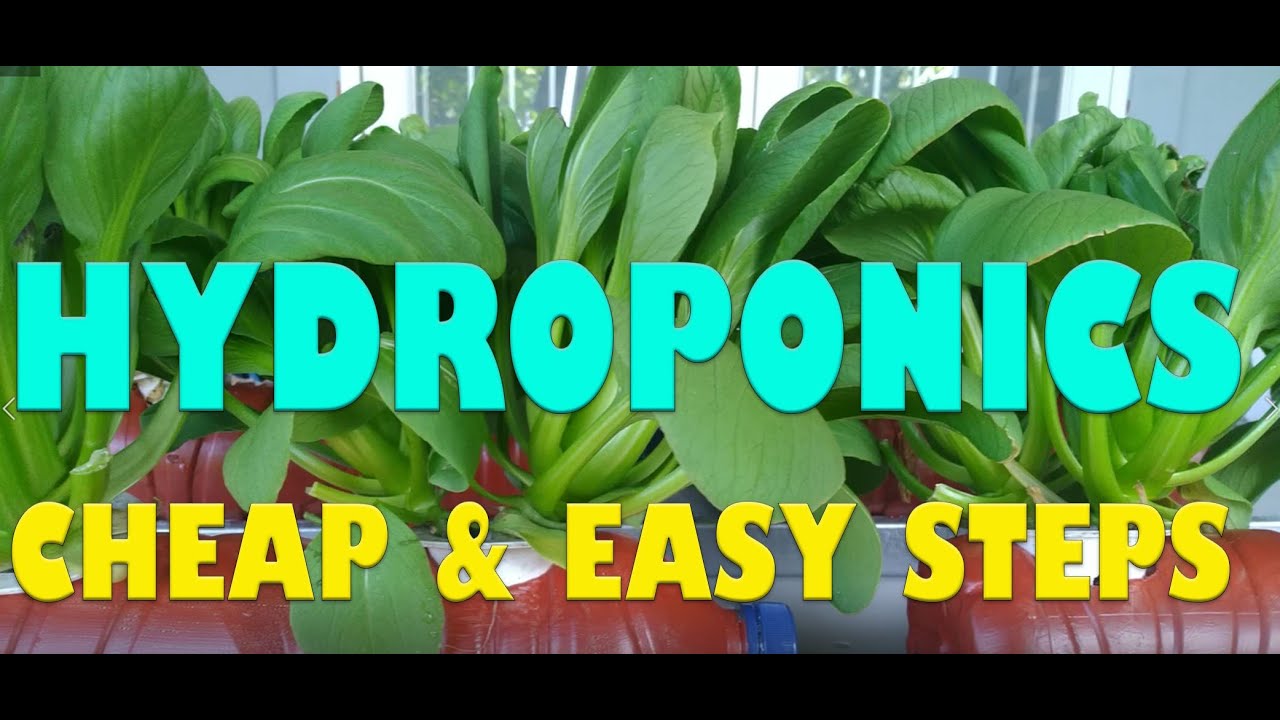 Hydroponics : Cheap and Easy Steps || Wick System Water Bottle Hydroponic
