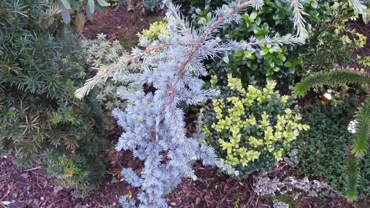 Кедр атласский (Cedrus atlantica Glauca Pendula). Хвойный экзот в саду.