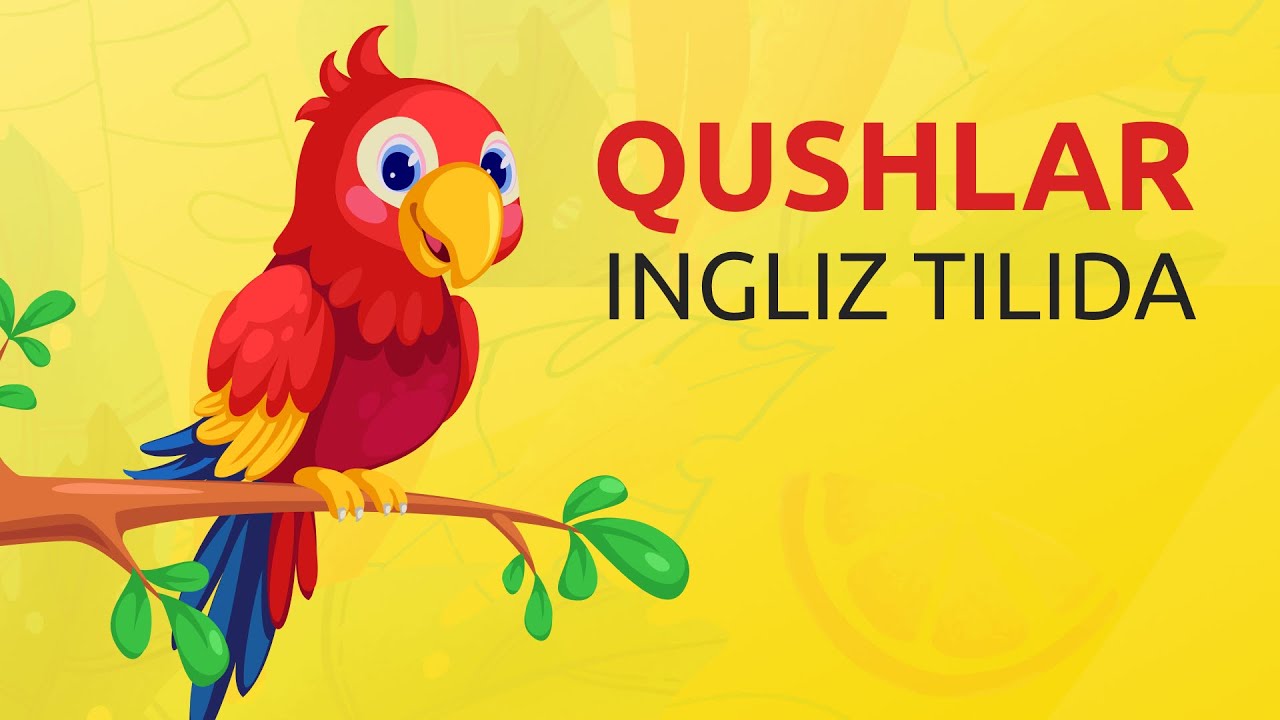 Qushlar (Birds Vocabulary)