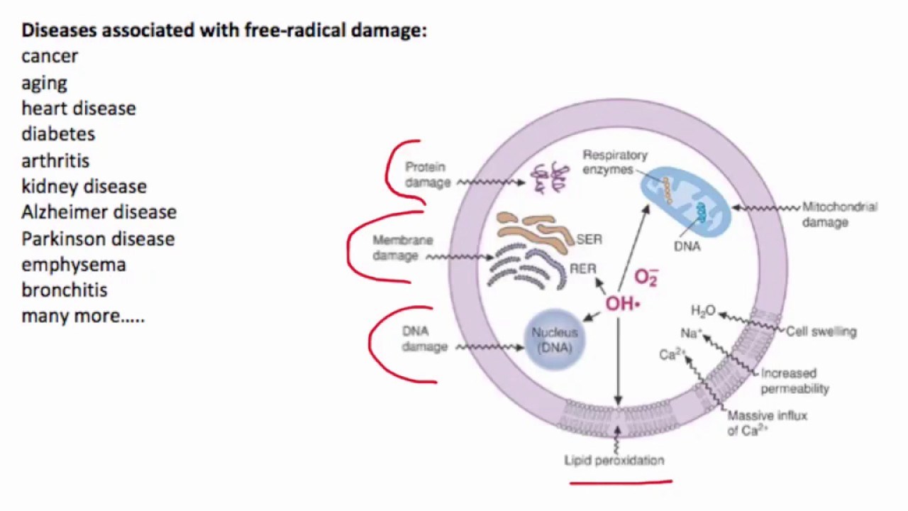 12 Oxidative Damage and Cellular Defense