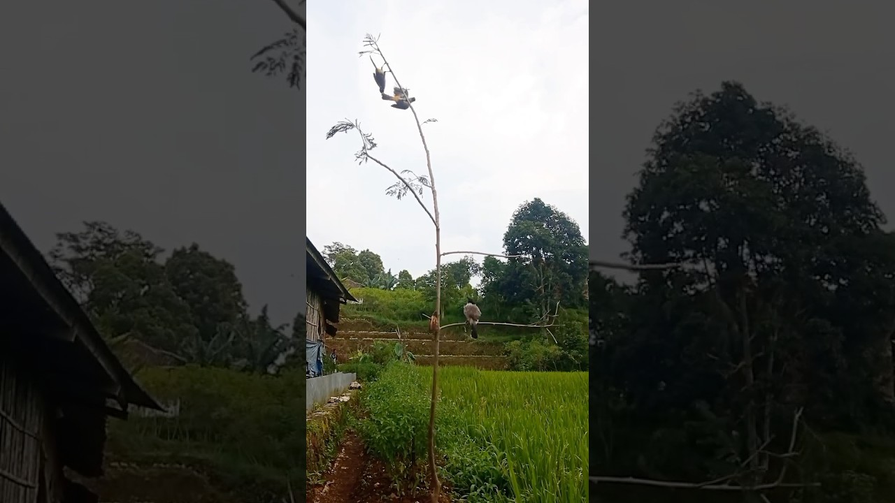Amazing Bird Trap ‼️🐦 Part 3 