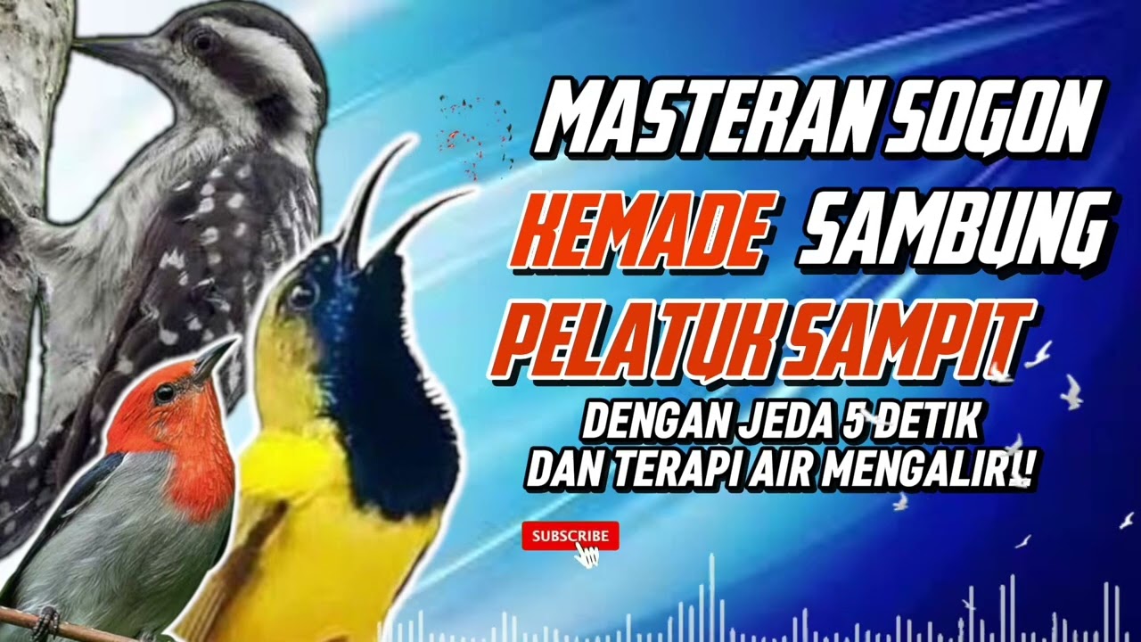 MASTERAN SOGON KEMADE SAMBUNG PELATUK SAMPIT!!! #sogon #sogongacor #sogongacor