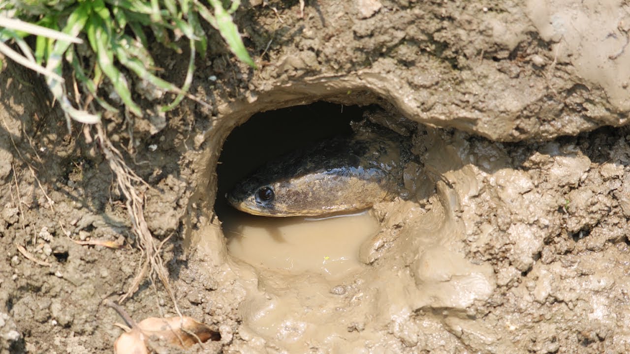 Hand Fish Catching ! Boy Catching big Snake Head fish in Deep Fish Hole | Best Hand Fishing