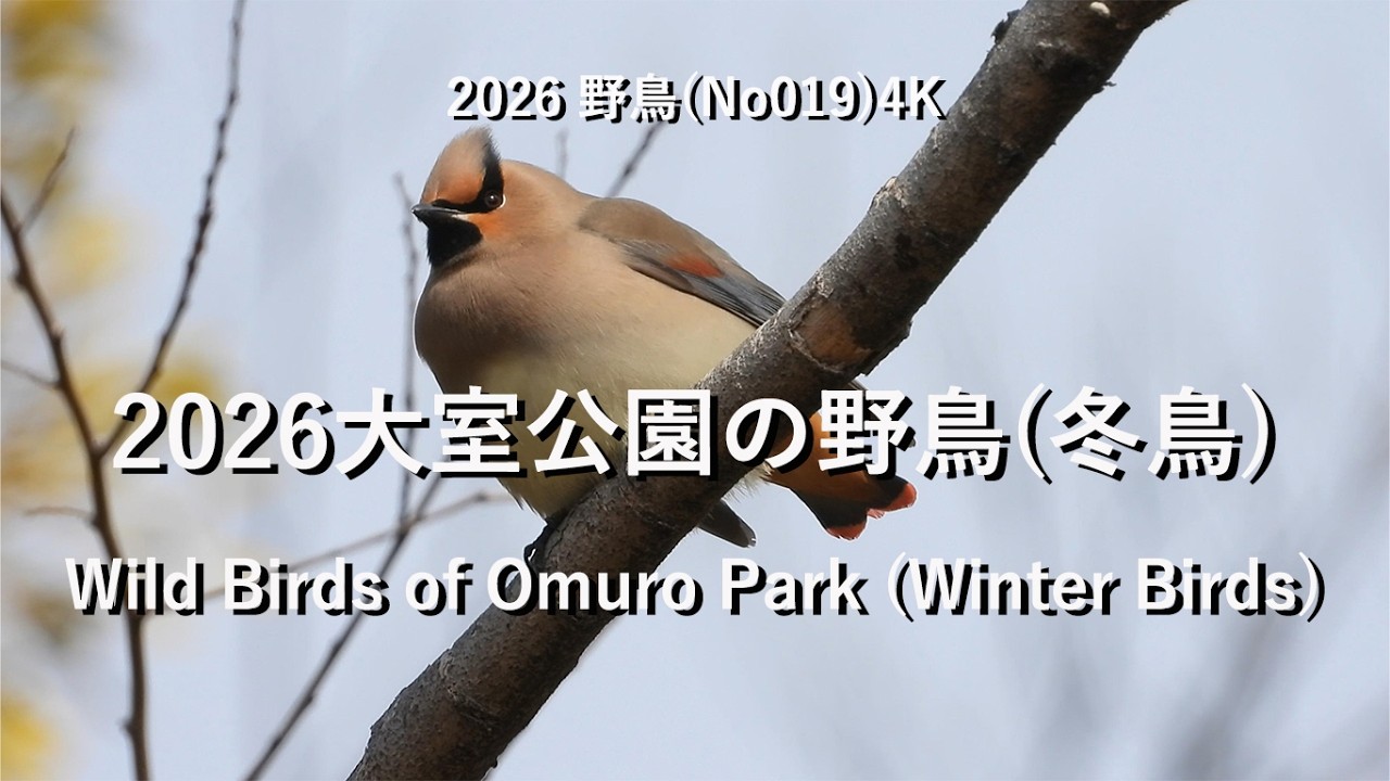 2026大室公園の野鳥(冬鳥)4K(No019)Wild Birds of Omuro Park (Winter Birds)#野鳥