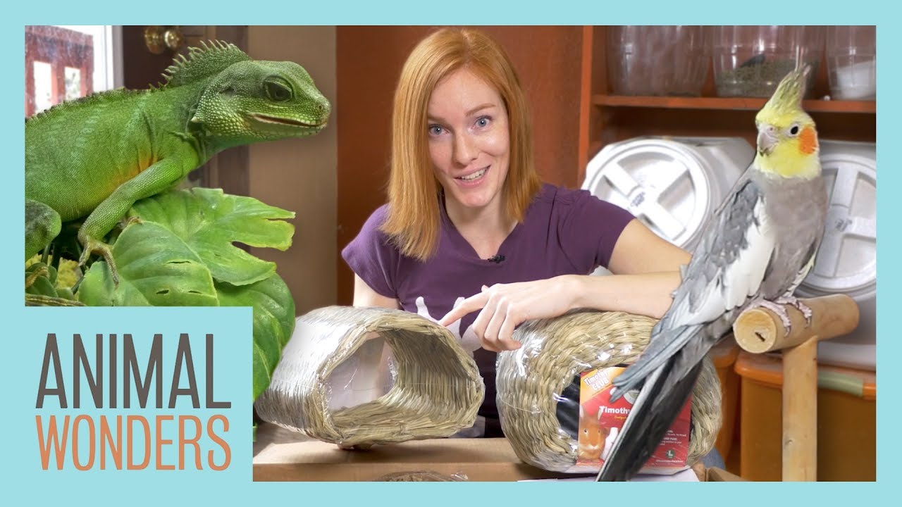 Unboxing New Animal Toys! | Beaver, Porcupine|