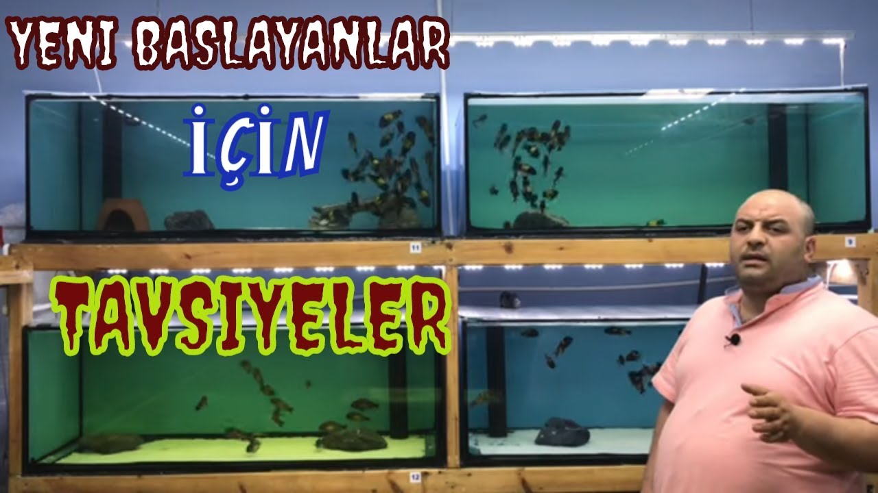 TROPHEUS BALIKLARIM ÜREMİYOR DİYENLER-tropheus,ciklet akvaryumu,