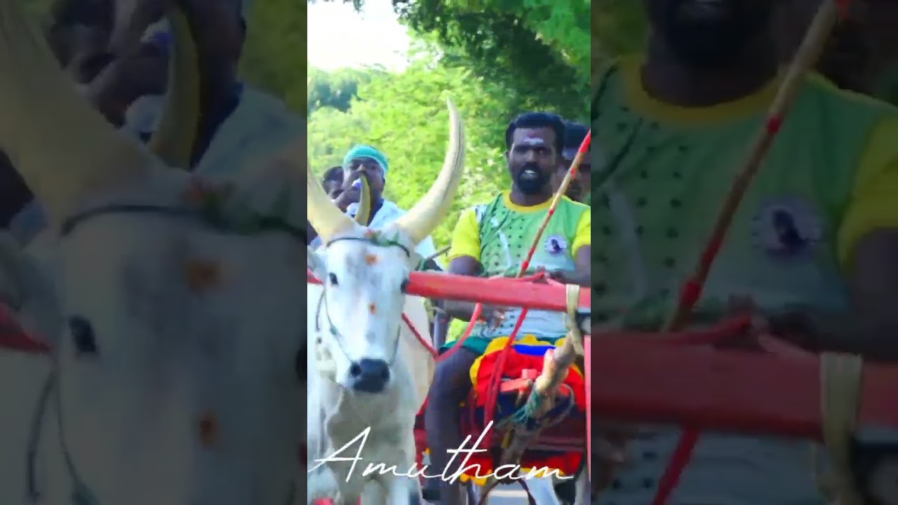 பாலசுந்தரம் அண்ணன் #amutham_studio #rekla reel #reels #rekla_race_2022 #panthaiyam