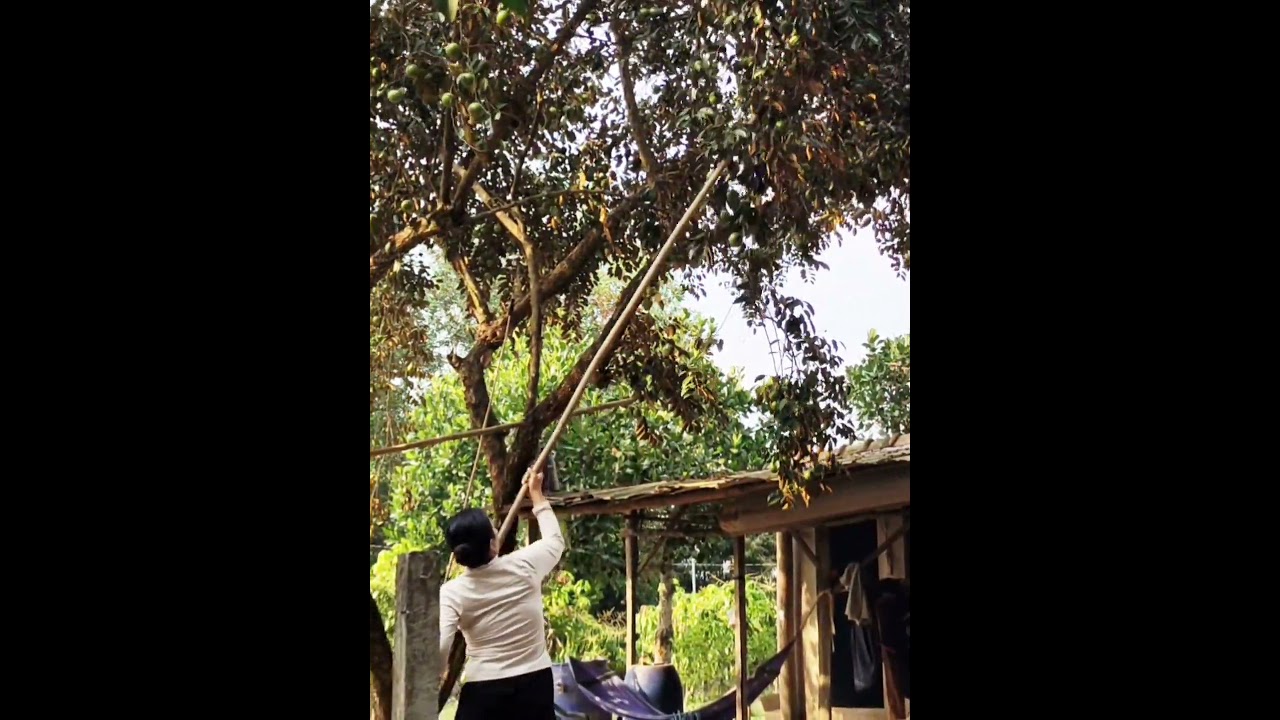 Harvesting Star Apples with a Long Pole | Rural Vietnam Life