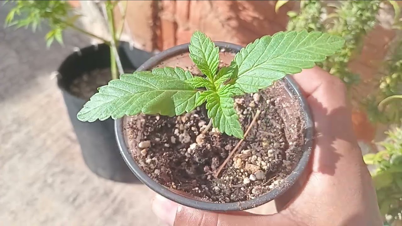 ATUALIZA&Ccedil;&Atilde;O ANTES DA COLHEITA 