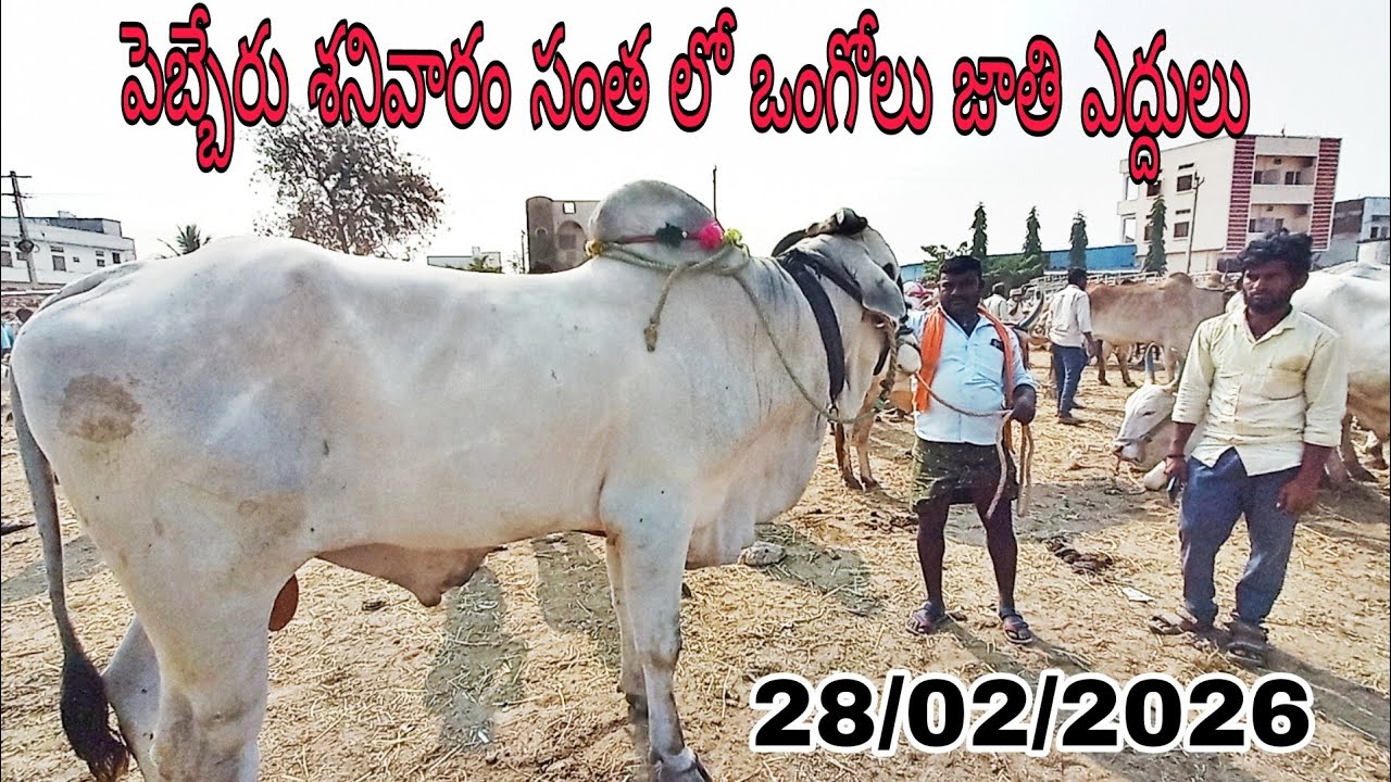 Big size ఒంగోలు జాతి కోడెలు 🐂 | పెబ్బేరు సంత లో భారీ బేరాలు 🔥 | Ongole Bulls at Pebbair Market Today