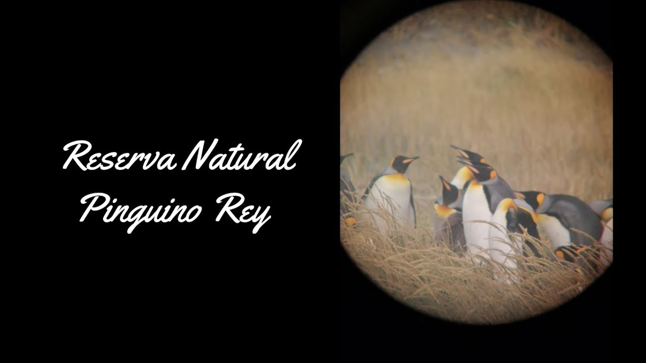 TOMÉ UN TOUR🚢 AL PARQUE PINGUINO REY EN TIERRA DEL FUEGO Y ACÁ TE CUENTO TODO!👌