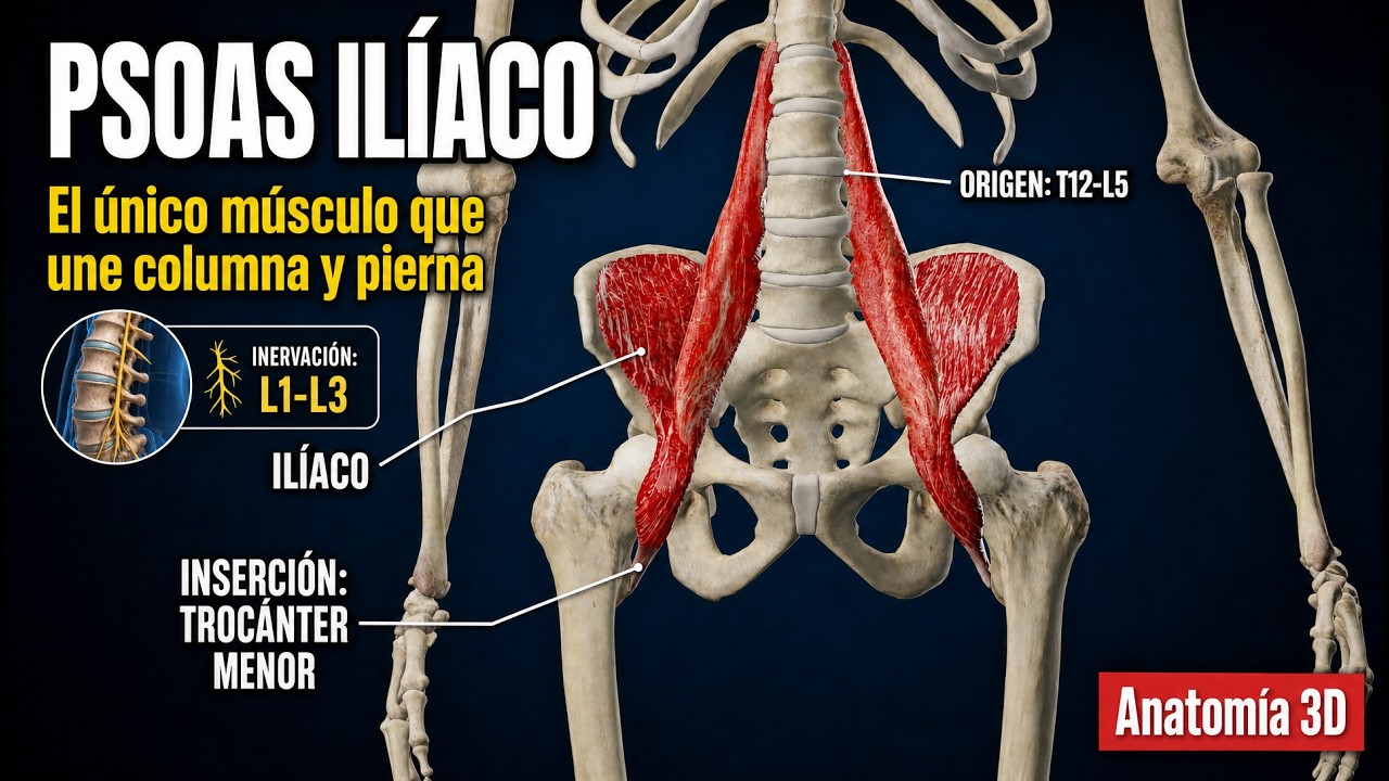 Psoas Iliaco. Origen, Inserción, Función e Inervación