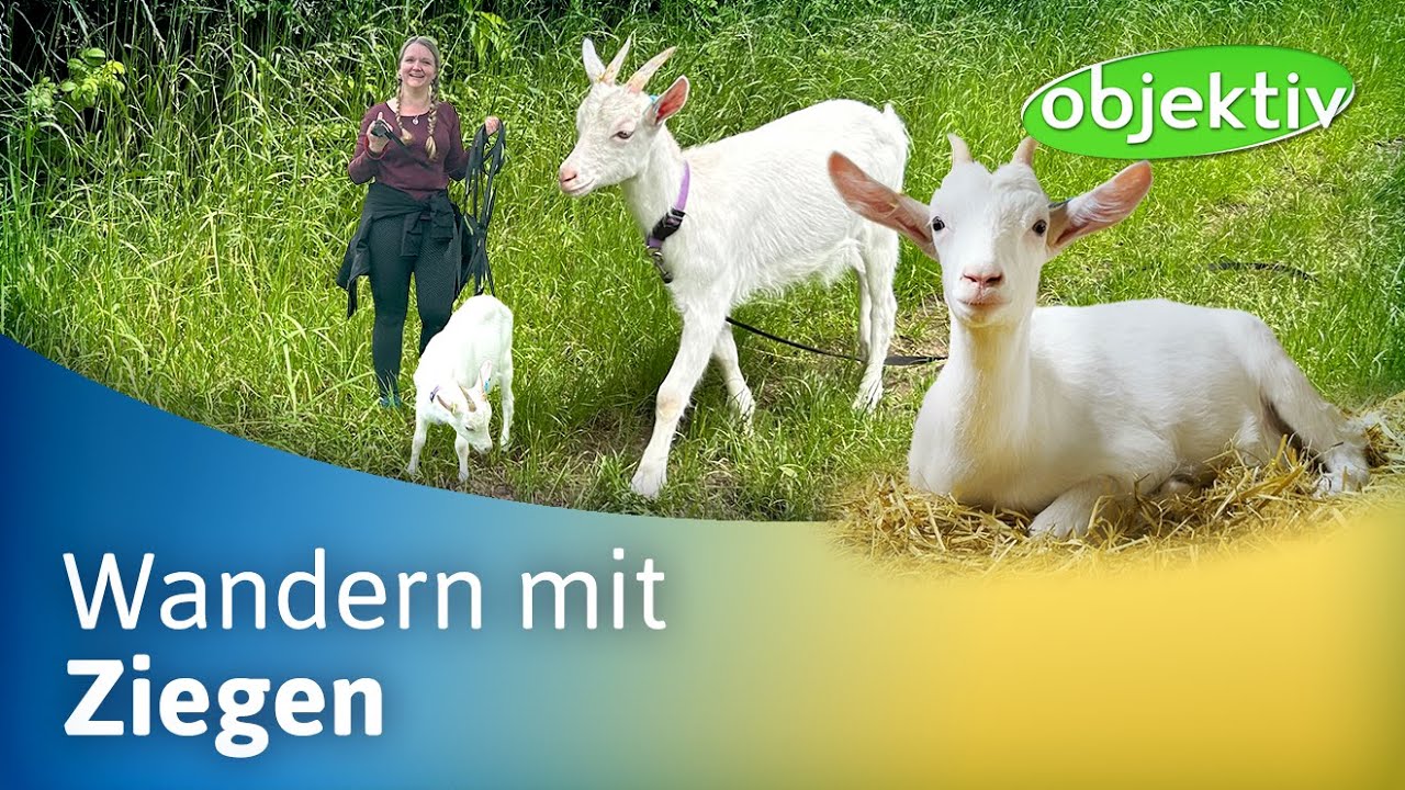 Wandern mit Ziegen