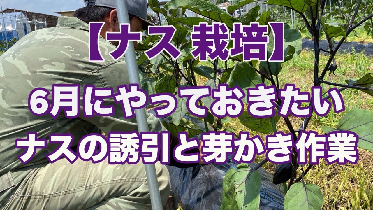 【ナス 栽培】6月にやっておきたい茄子の誘引と芽かき作業 2024.6.15