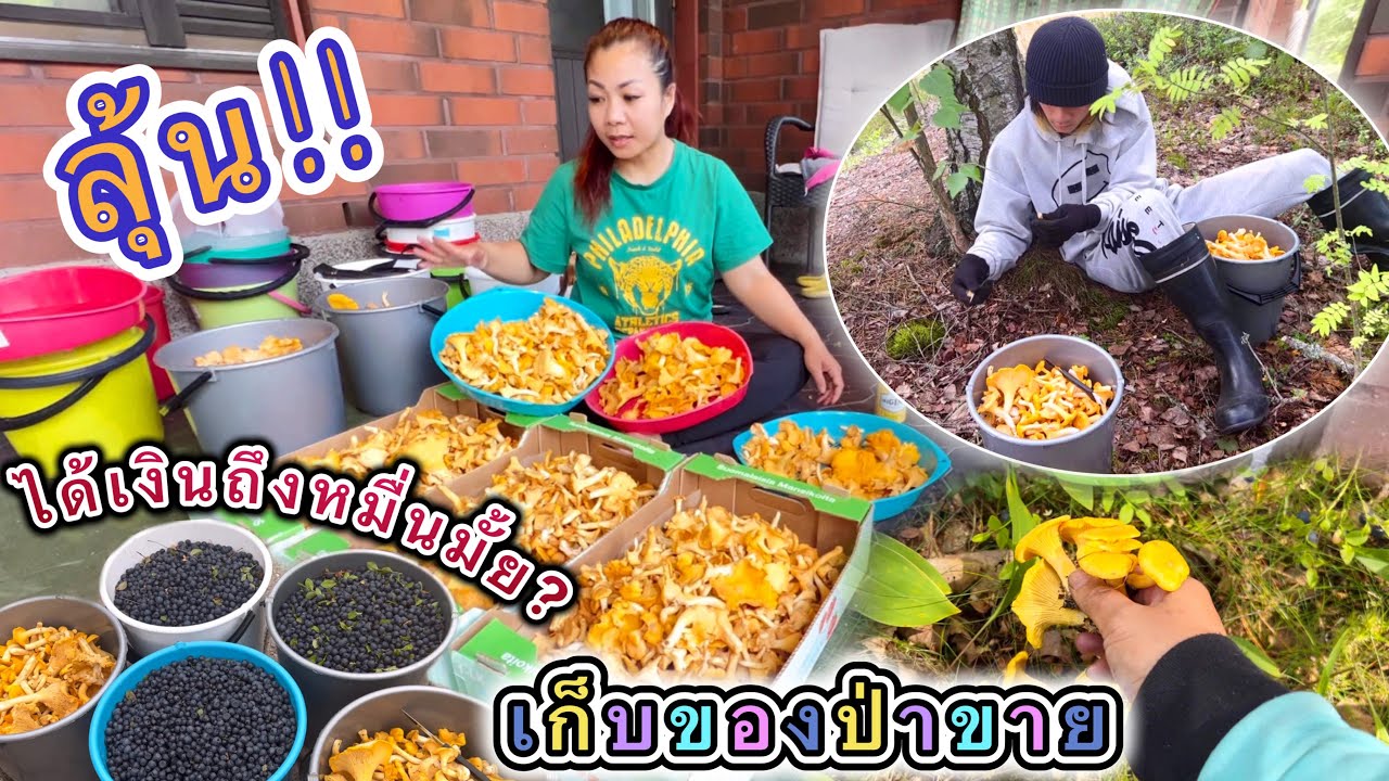 เก็บของป่าขาย ลุ้นกันได้เงินถึงหมื่นมั้ย ? เก็บเห็ดมันปู กับ บูลเบอร์รี่ป่า 🍄🫐🌿
