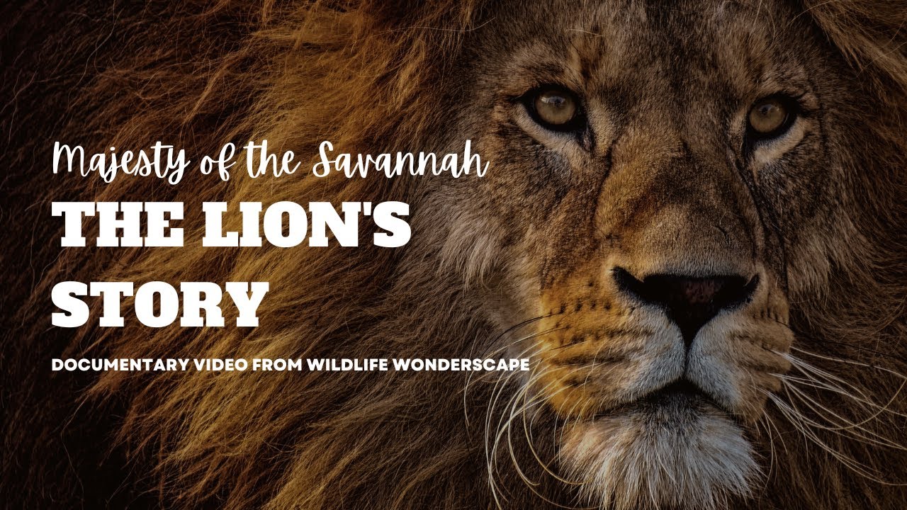 Majesty of the Savannah: The Lion's Story| Explore Lion Behavior, Conservation and Wildlife Insights