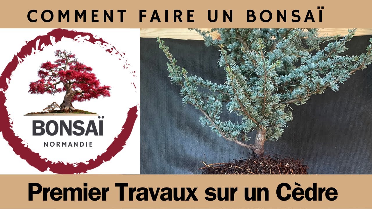 BONSAÏ 🌳 Le CÈDRE ATLANTICA ( Partie 1 )