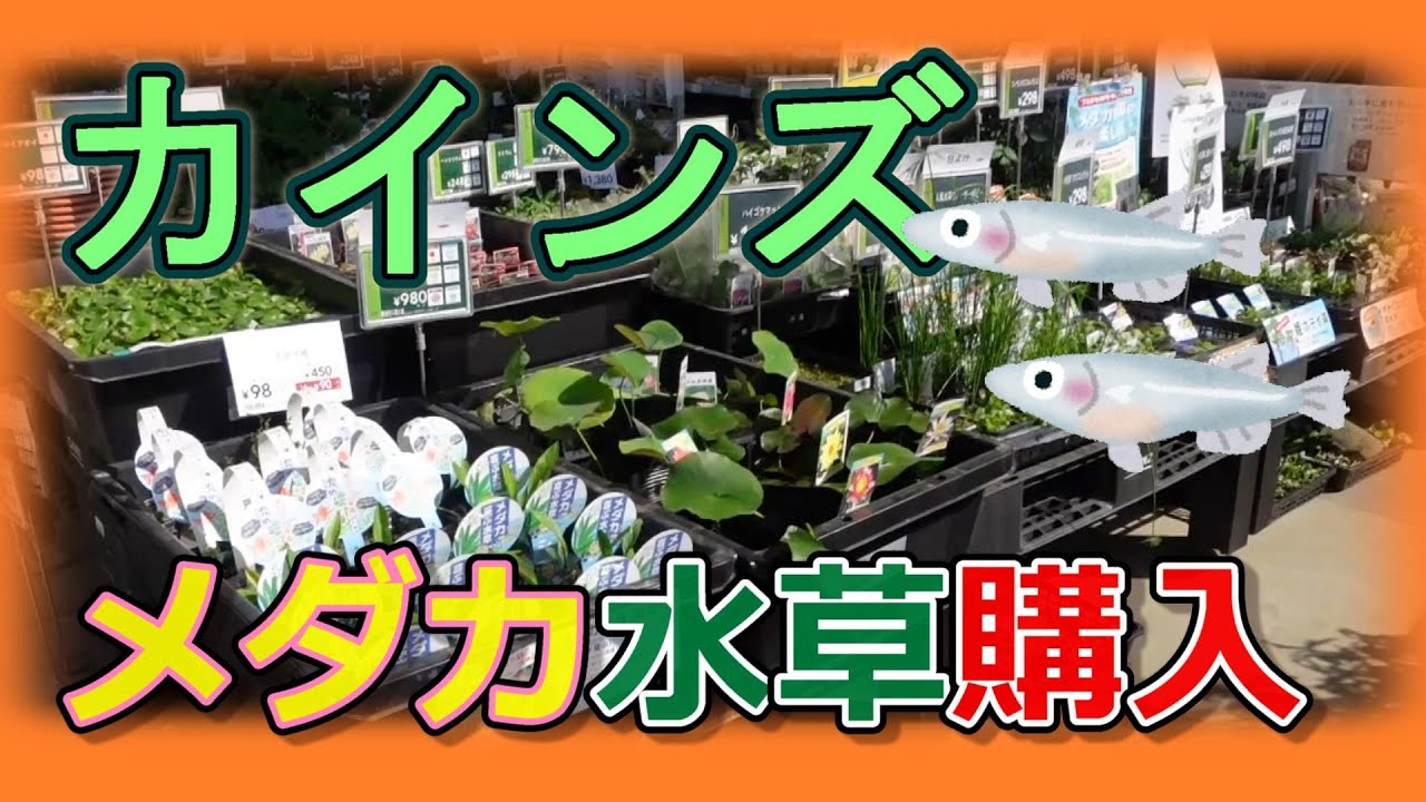 ビオトープ【水草購入】カインズ水草大公開