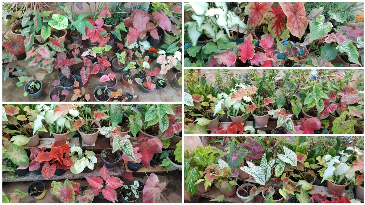 Rare caladium sale @floweringgardenvlog