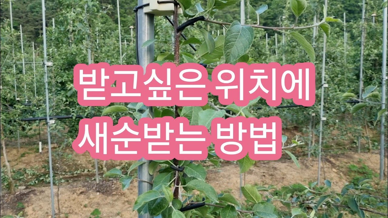사과나무 새순 받고싶은 위치에 가지받는 방법