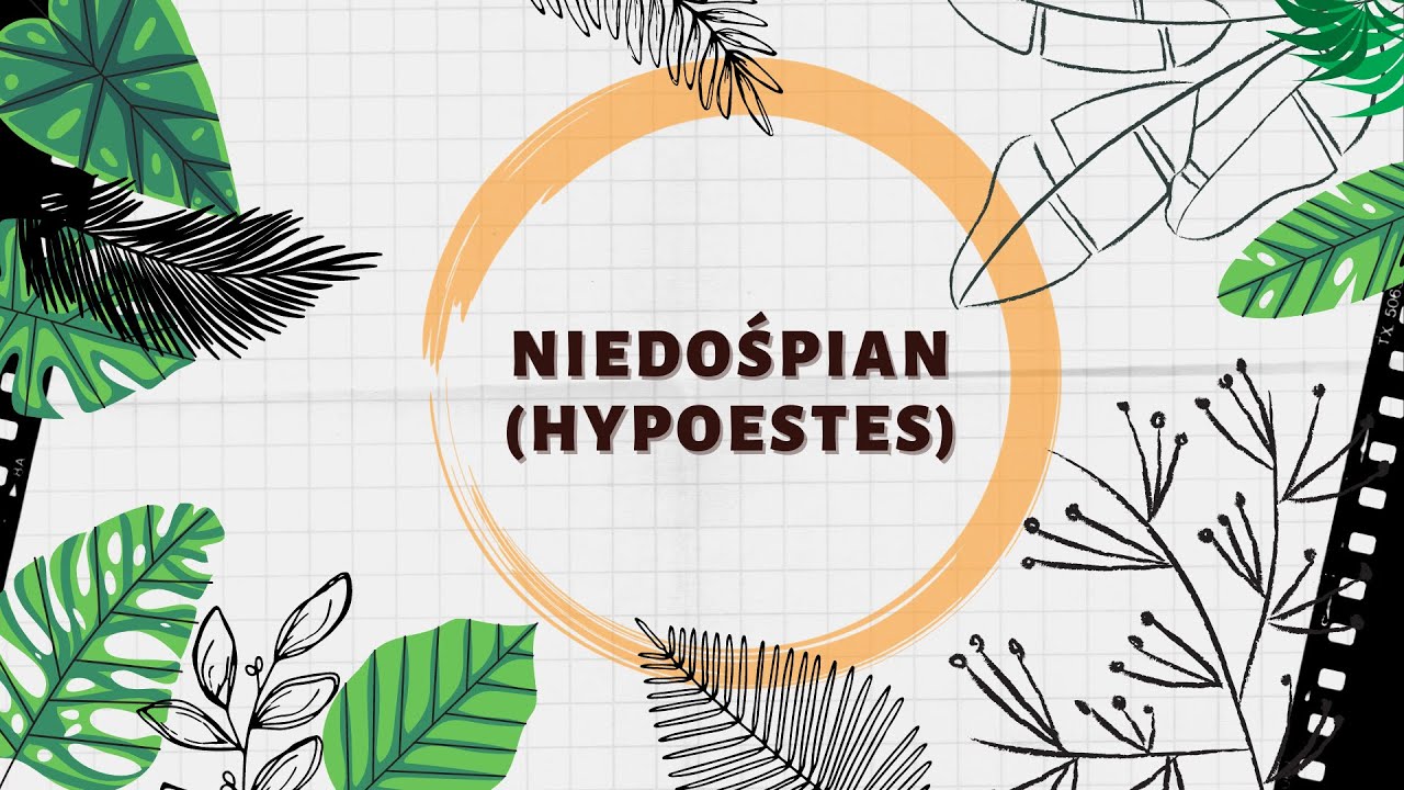 Niedośpian (Hypoestes) - uprawa na 5!