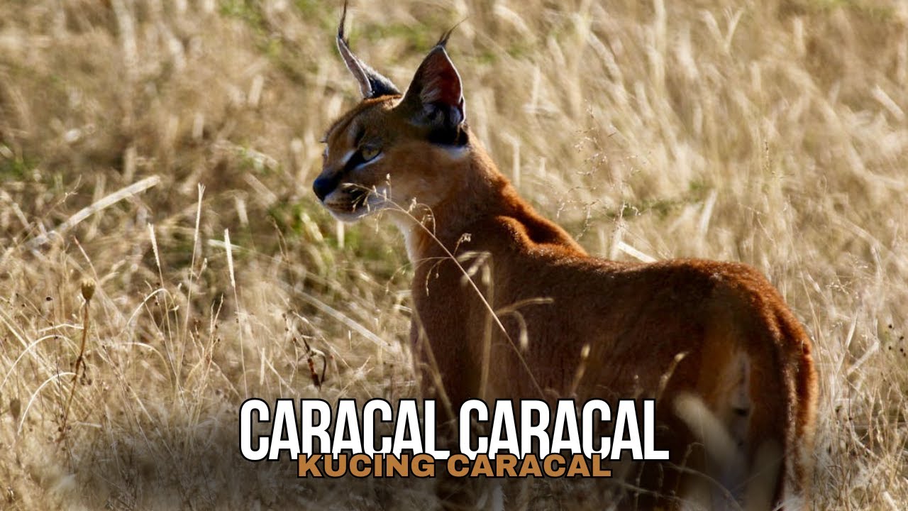 Keindahan dan Keanggunan Kucing Caracal: Predator Tangguh Dengan Kelincahan dan Telinga Satelitnya
