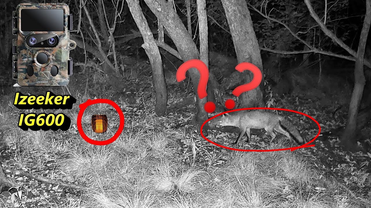 Expérience nocturne en forêt : Une flamme étrange intrigue la faune filmée avec caméra izeeker IG600