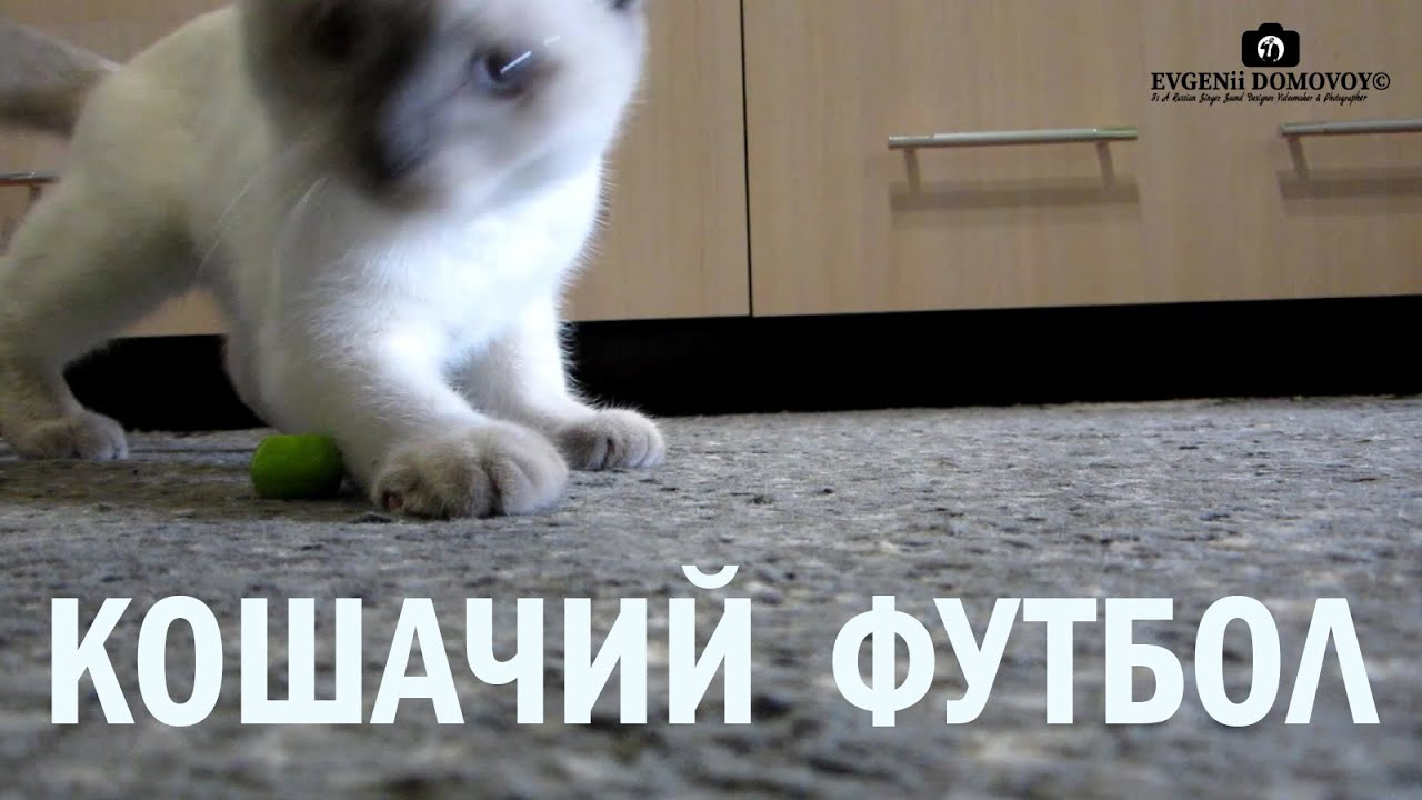 Шотландская Прямоухая - Все о породе | Шотландская Кошка Моника Прямоухая Веселая | Кошачий Футбол