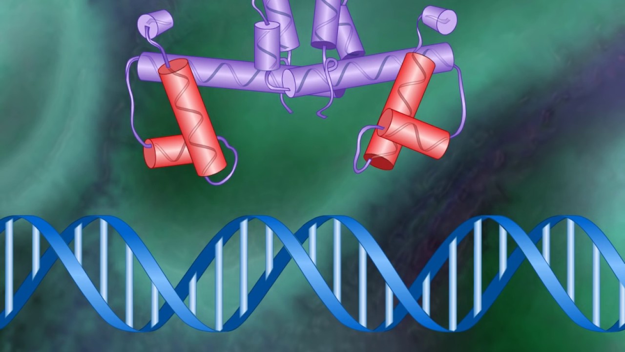 The Tryptophan Repressor HD Animation