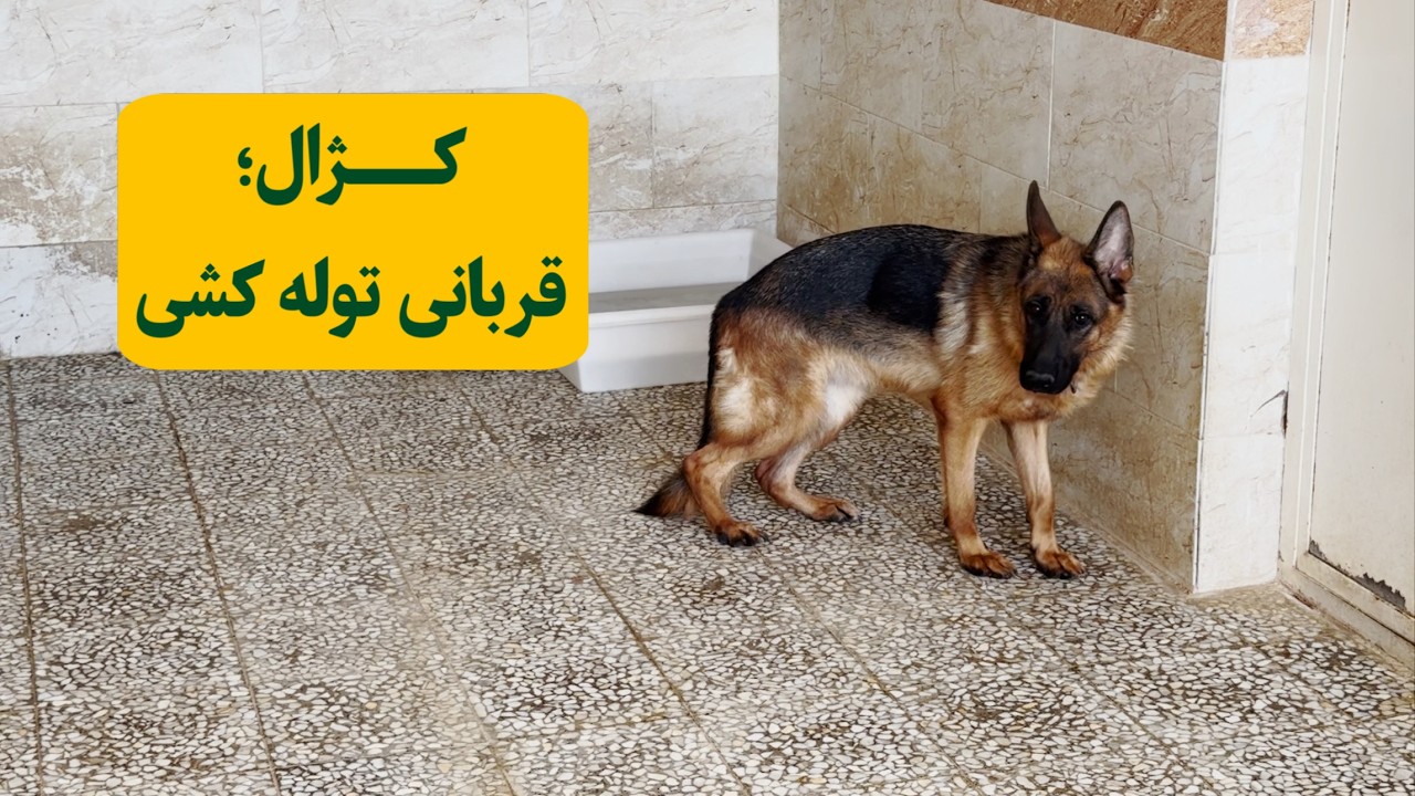 Kazhal: A Victim of Irresponsible Breeding/ کژال: قربانی توله کشی