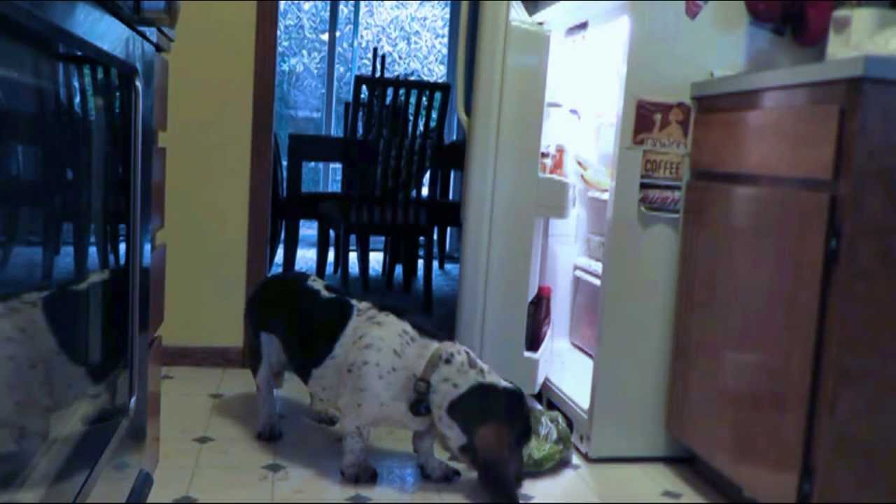 Hungry Basset Hound Raids Fridge