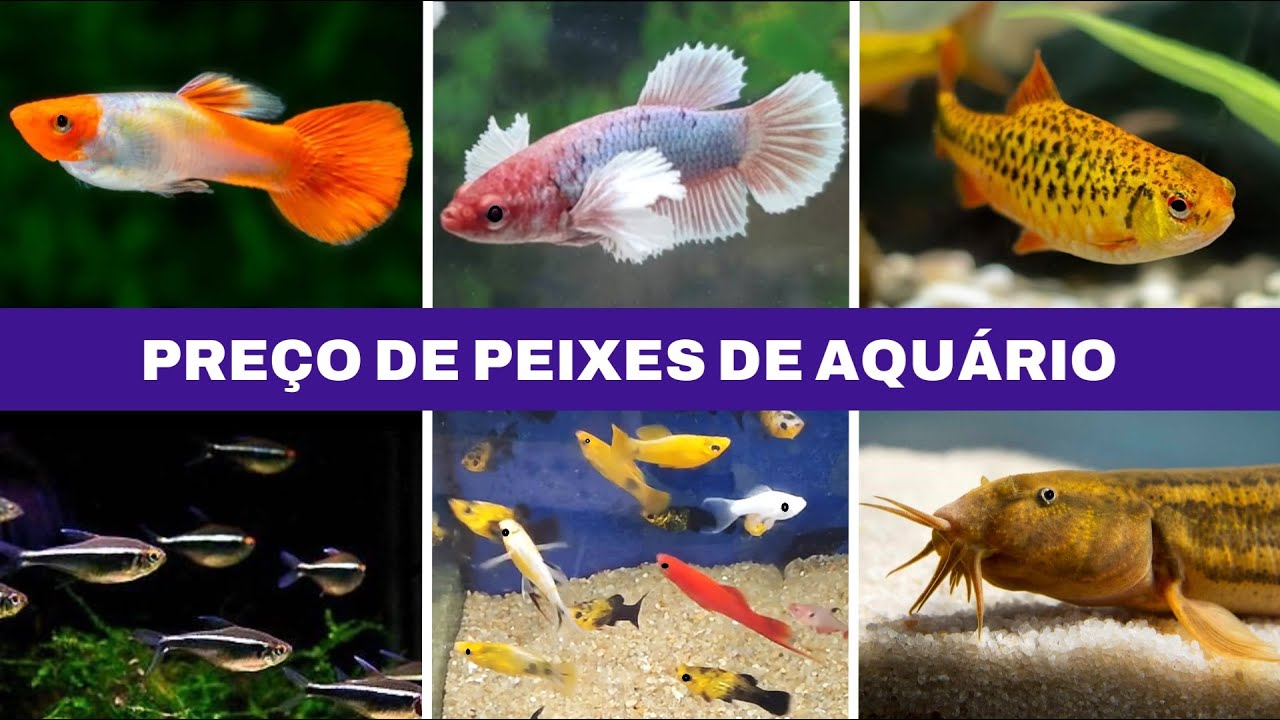 Preço de PEIXES de AQUÁRIO  25/01 - #aquario #aquarismobrasil