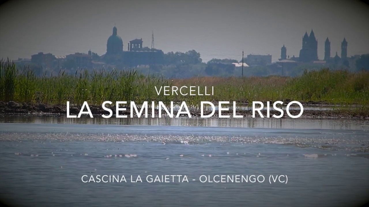 Semina del riso