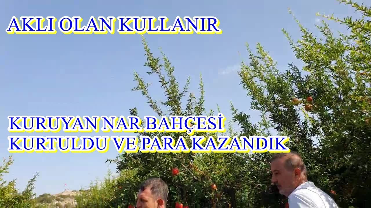 Döşemealtı- Nar bahçesinde Toprak Özüne Döndü Ağaçlar Yenilendi Narlar İrileşti