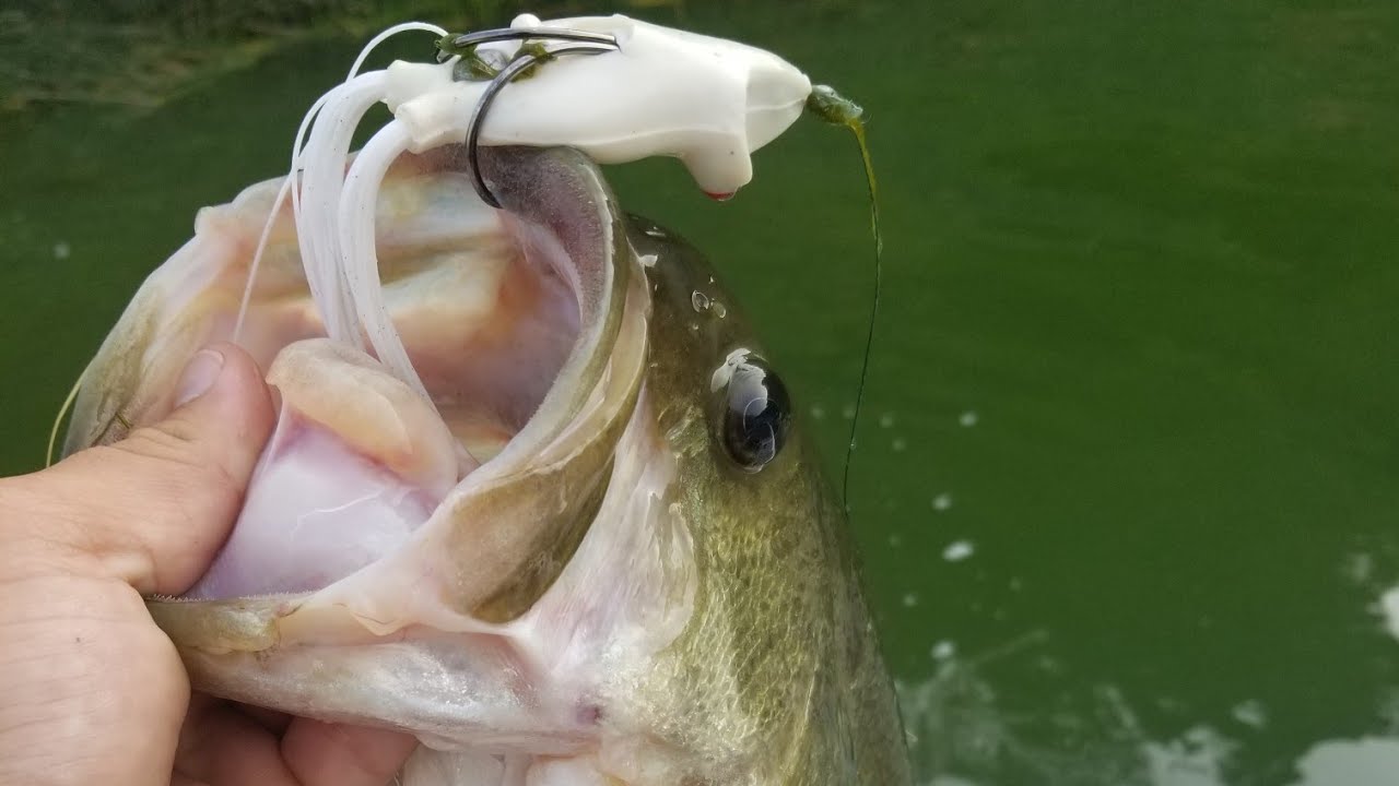 California Delta FLW Tournament! (Insane Frog Bite!)