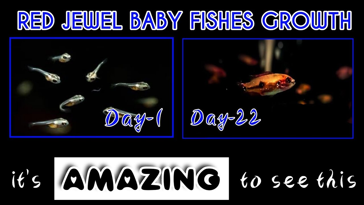 all about red jewel breeding and new born babies growth in 22 days #my_home_fish_aquarium