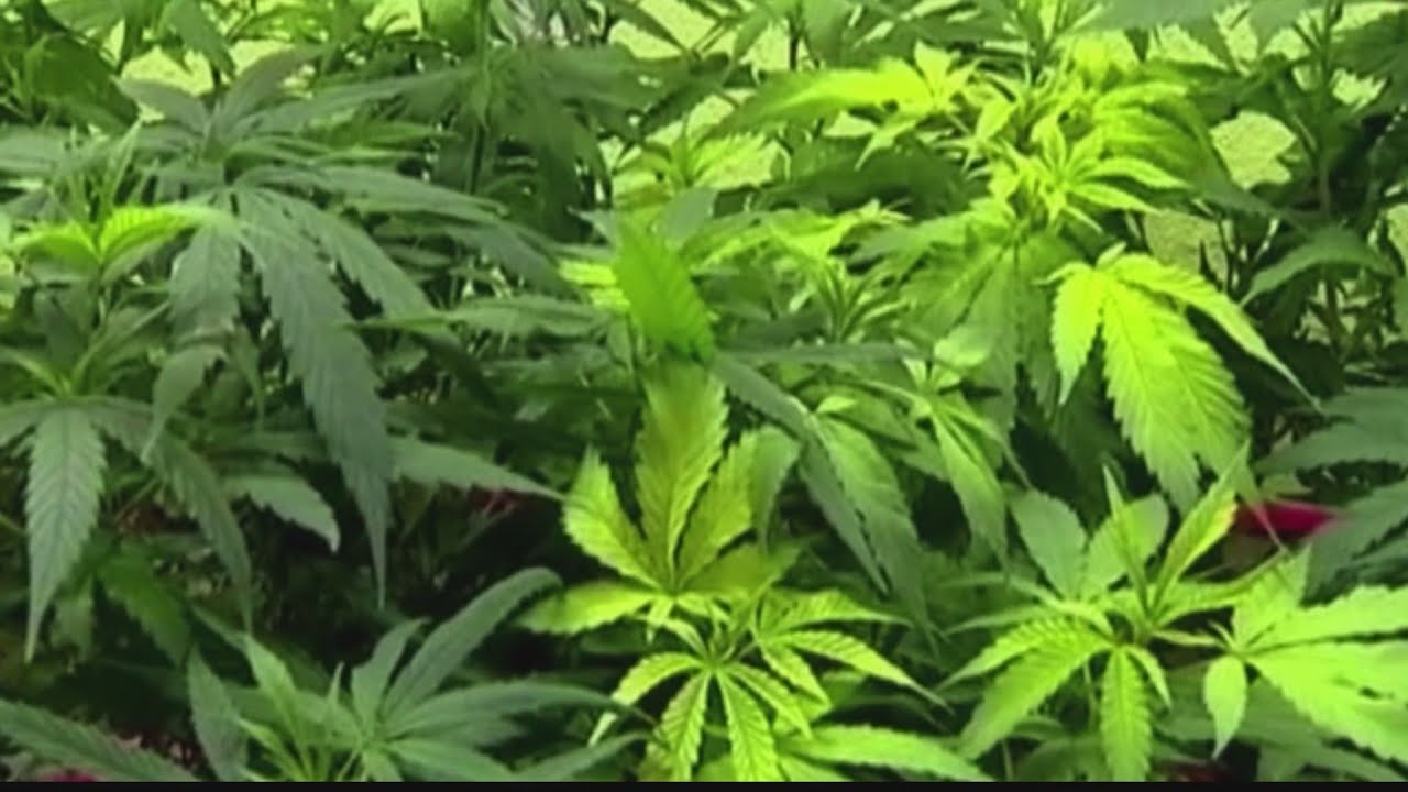 Opening of local cannabis store on hold
