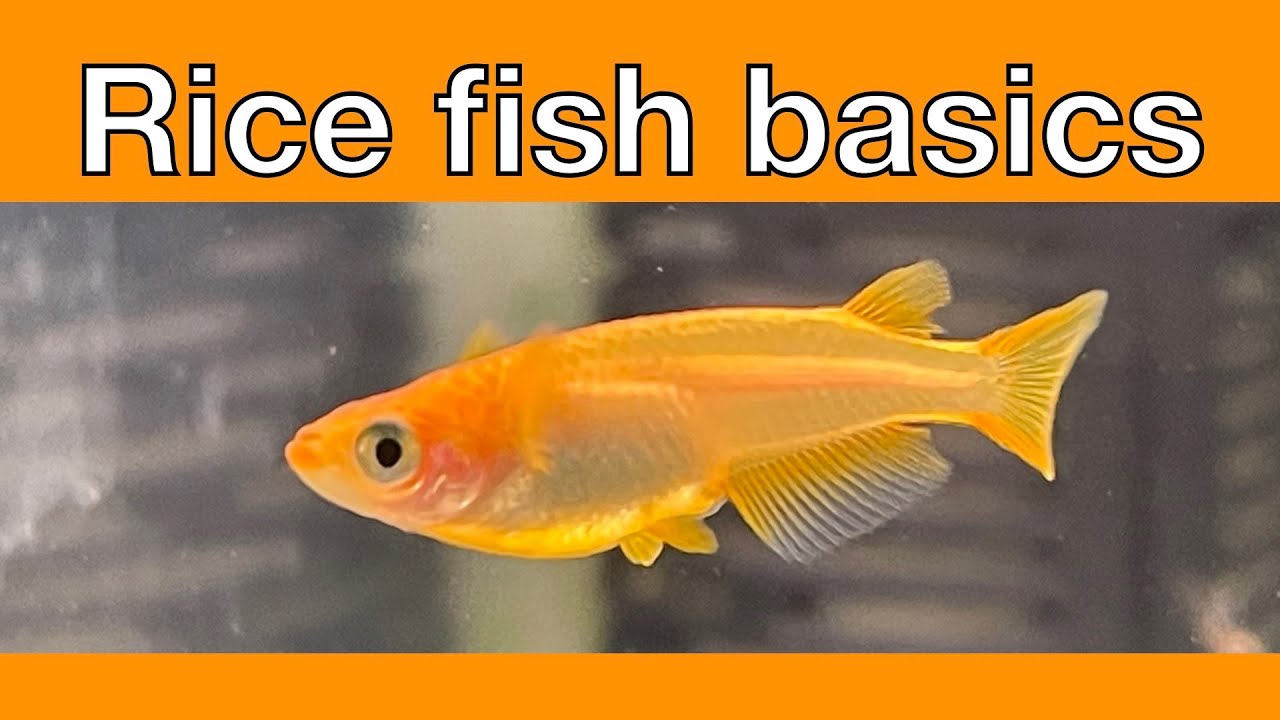 Introduction to Japanese Rice Fish