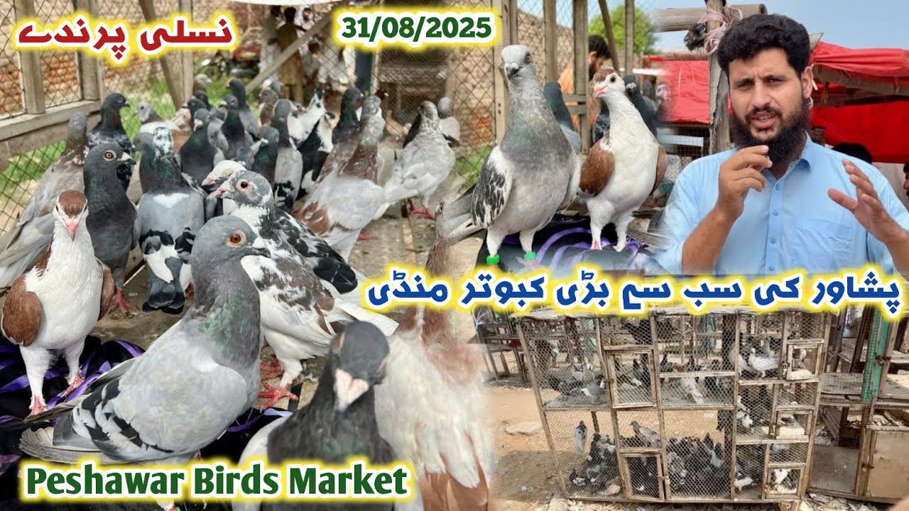 Birds 🕊️ Largest Market In Peshawar 31/08/2025| Kabotar Mandi New Updates | Pigeon Price | Izhar Ali